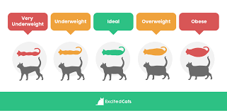 how much should my cat weigh vet