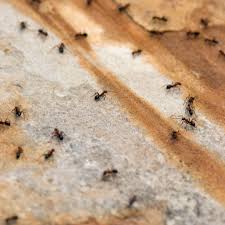 We'll help you how to get rid of ants from residential or commercial property. How To Get Rid Of Ants Mice Flies And Spiders