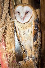 iowa owl identification guide dnr