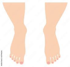 綺麗な裸足の人の足元 男性の足の指 イラスト ベクター Beautiful barefoot man's feet. Male toes.  Illustration. Vector. Stock Vector | Adobe Stock