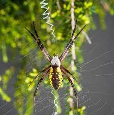garden spiders weavers of delicate