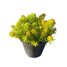 cesicia non fragrant live gold sedum planter pet safe 5 piece