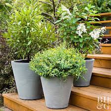best shrubs for containers better