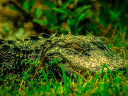 6 of the Best Places to Spot Alligators Near Orlando
