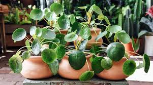 These Are 5 Houseplants Perfect For The