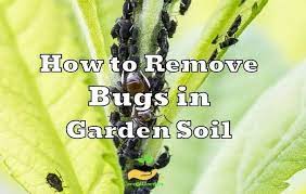 How To Get Rid Of Bugs In Garden Soil