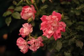 flower carpet pink splash rose rosa
