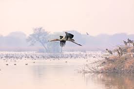 bird sanctuaries in india for birdwatching