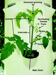 prune your plants for bigger yields