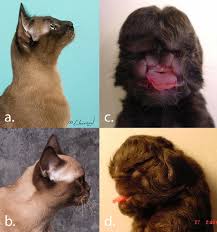 Looking for burmese cat breeders? Variation Of The Burmese Cat Breed S Craniofacial Structure A Download Scientific Diagram