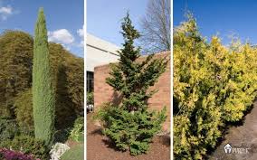 narrow evergreen trees for year round