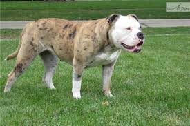 It bays when pursuing hare, barks deeply at the doorbell, and yelps when it finds a toy. Alapaha Blue Blood Bulldog Breed Guide Learn About The Alapaha Blue Blood Bulldog