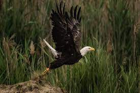 eagles once rare now thriving across