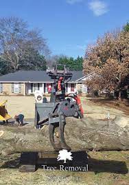 Roswell tree removal is your trusted tree removal, trimming and pruning service serving buford, georgia. Tree Service Buford Ga Tree Removal Service