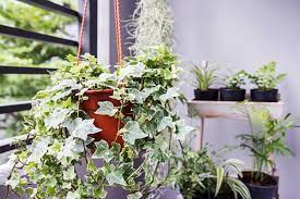 30 Low Light Indoor Plants Best