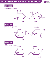 Disaccharides Definition Function