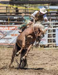 Cowboys in the bull riding event of the 2018 will rogers range riders rodeo in amarillo, texas are no match for the bulls they draw. Bronc Rijden Op De Cottonwood Rodeo In Californie Royalty Vrije Foto Plaatjes Beelden En Stock Fotografie Image 79202538