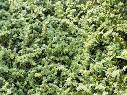 using herniaria ground cover as lawn