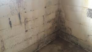 If your basement has a damp, musty odor, it is probably a breeding ground for mold. Basement Mold Removal Chicago Il Alliance Restoration