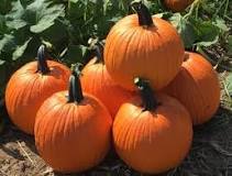 What is the most common pumpkin?
