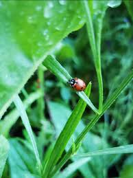 ladybugs a gardener s best friend