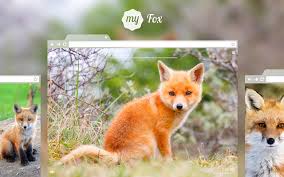 Download cool fox wallpapers cool desktop wallpaper and 3d desktop backgrounds, screensavers, live background wallpapers for free listed above from the directory animals. My Fox Cute Foxes Hd Wallpapers