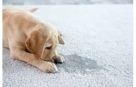carpet cleaning service for pet stains