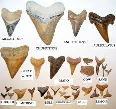Shark Teeth Fossil Wiki Fandom