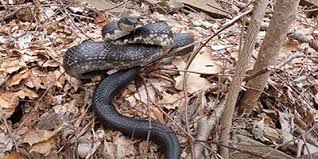 columbus snakes common and venomous
