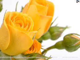 free yellow rose wallpaper