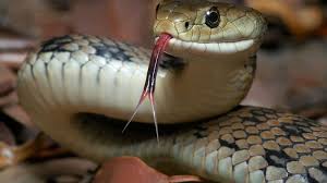 In genesis three, the serpent, or snake, is an actual creature. Absurdity Of A Talking Snake In The Garden Of Eden