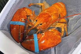 red lobster rescues rare orange lobster