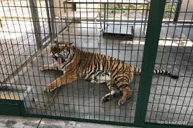 Big cat habitat is home to over 150 exotic and domestic animals in need of a safe, permanent home. Guide To Big Cat Habitat And Gulf Coast Sanctuary Travel Notes And Guides Trip Com Travel Guides