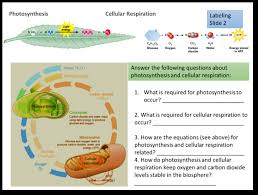 Solved Photosynthesis Cellular