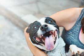 6 causes of bleeding gums in dogs