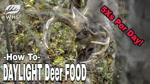 Another thing to do is to place mineral licks in the areas you want to attract moose. 4 Ways To Feed Deer Wikihow