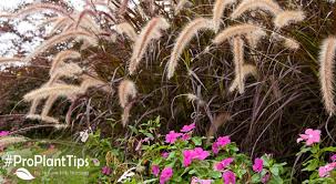 How To Plant Ornamental Grass Nature