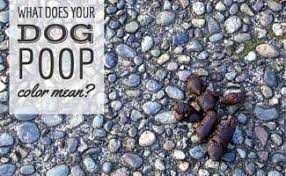 What Does Dog Poop Color Mean Caninejournal Com