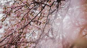 Terdapat pelbagai jenis bunga sakura di jepun, ada yang menghasilkan buah dan ada yang tidak. Cherry Blossom Jepun 2019 Masa Terbaik Dan Tempat Untuk Lihat Sakura Islam Itu Indah