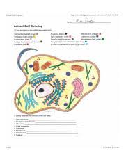 .name cell membrane (orange) cell Amimal Cell Coloring Sheet Jpg Animal Cell Coloring Http Www Biology Corner Com Worksheets Ce Sheets Cellcolor Old Html Mrs Potter Animal Cell Course Hero