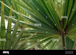 Guadalupe Palm, Palma de Guadalupe (Erythea edulis, Brahea ...