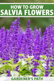 how to grow and care for salvia flowers