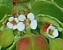 Euphorbia nutans (Nodding Spurge): Minnesota Wildflowers