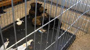 I, for one, welcome our new puppy masters. Police Rescue Puppies Find Dead Dogs Guns Drugs In Convicted Felon S Home Komo