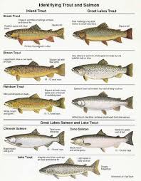 Pdf Of Great Lakes Fish In Mi Lake Michigan Fishing