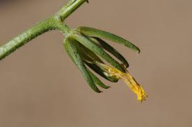 Rhagadiolus edulis Gaertn. | Plants of the World Online | Kew Science