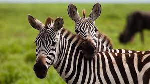 Burchell's zebras inhabit savannas, from treeless grasslands to open woodlands; Where Do Zebras Live