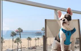 the best dog friendly hotels in the us