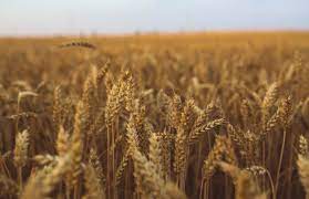 Мнение: Снижение урожая будет только в группе ранних зерновых -  AgroPortal.ua