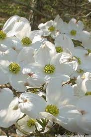 native white flowering dogwood tree
